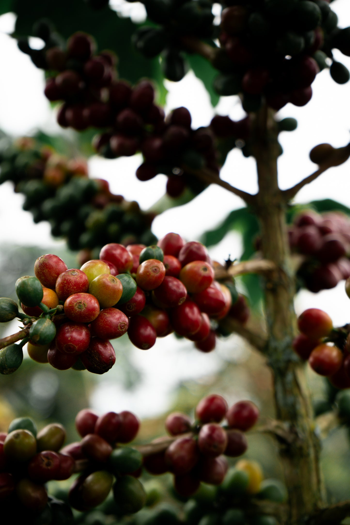 Colombia | El Placer | Several Fruits