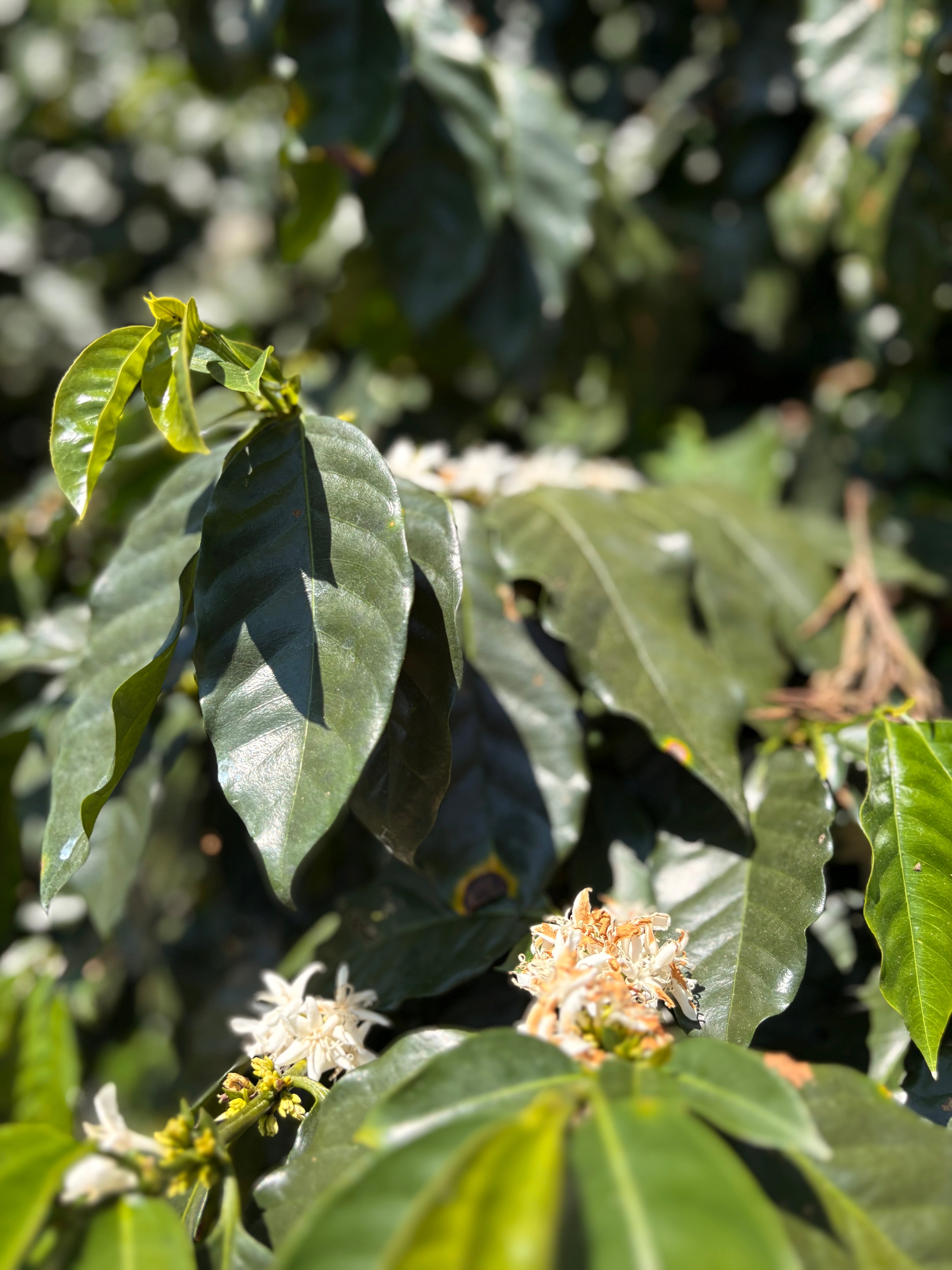 Guatemala | Finca Carrizalito | Washed