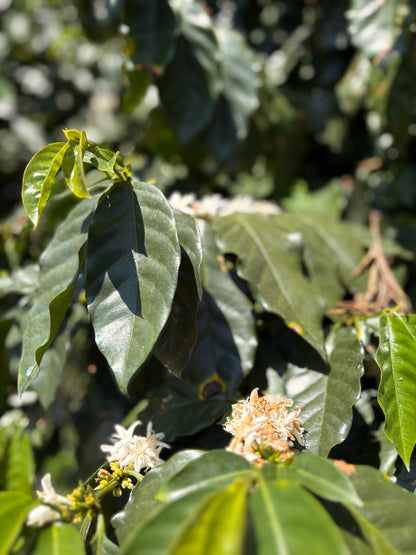Guatemala | Finca Carrizalito | Washed