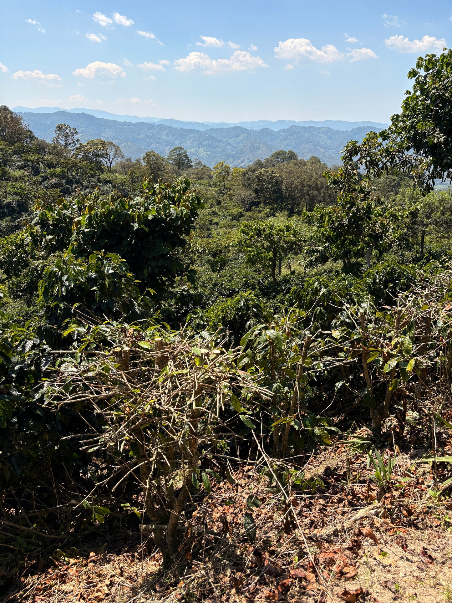 Guatemala | Finca Carrizalito | Washed