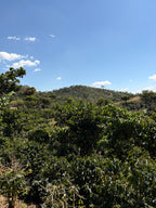 Guatemala | Finca Carrizalito | Washed