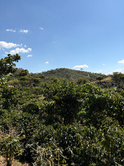 Guatemala | Finca Carrizalito | Washed