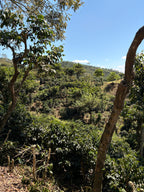 Guatemala | Finca Carrizalito | Washed