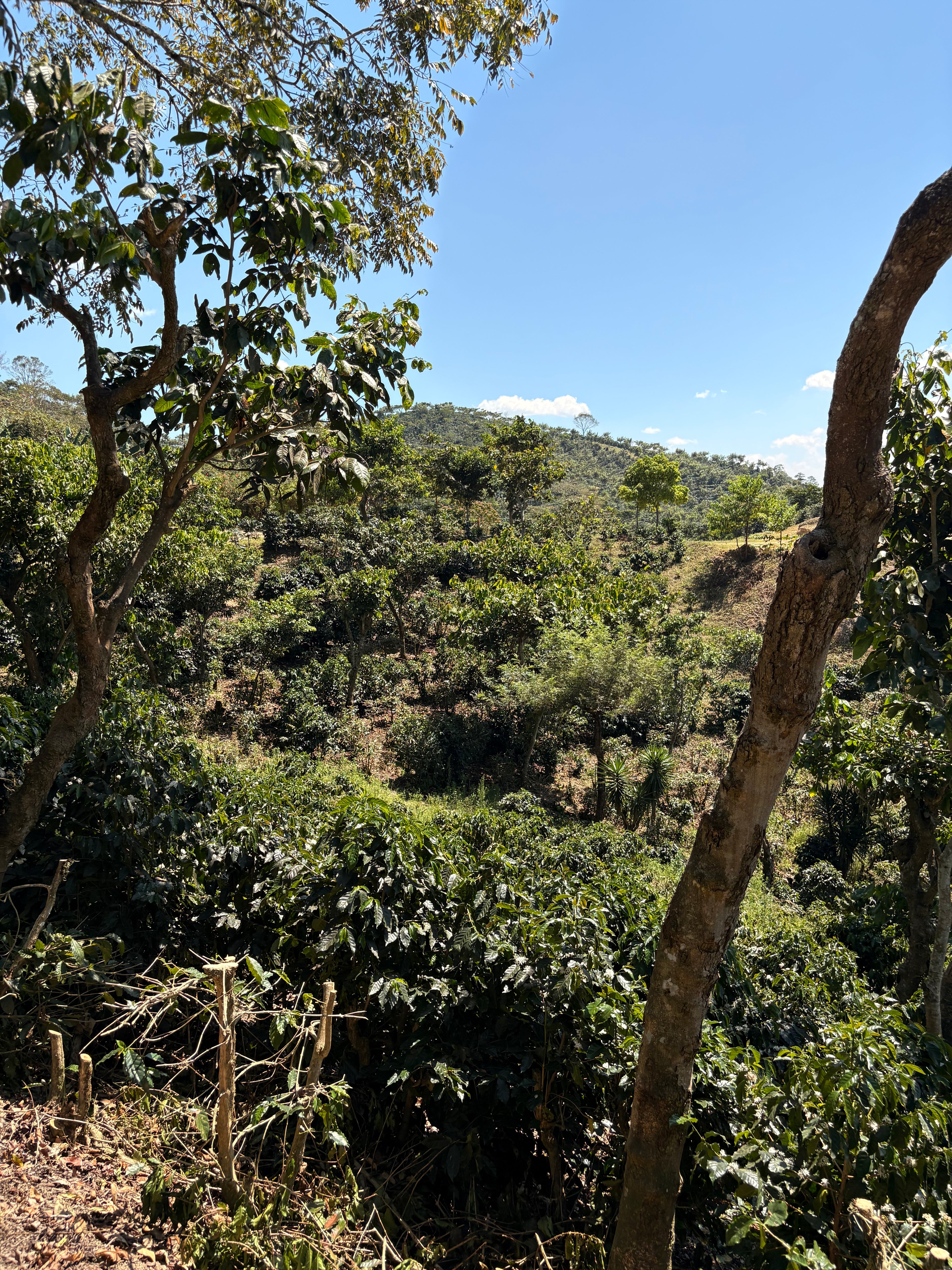 Guatemala | Finca Carrizalito | Washed