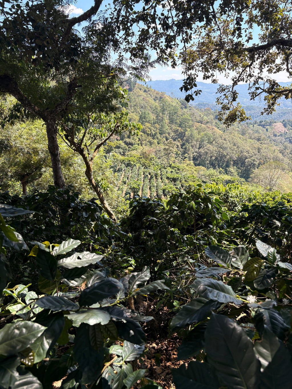 Guatemala | Finca Carrizalito | Washed