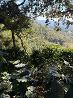 Guatemala | Finca Carrizalito | Washed