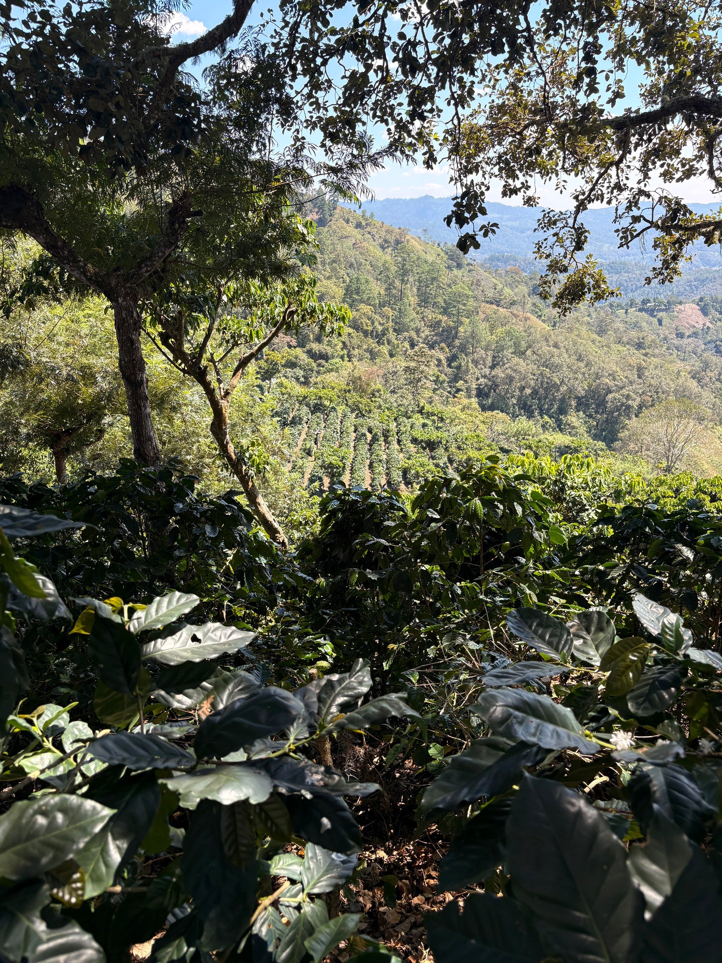 Guatemala | Finca Carrizalito | Washed
