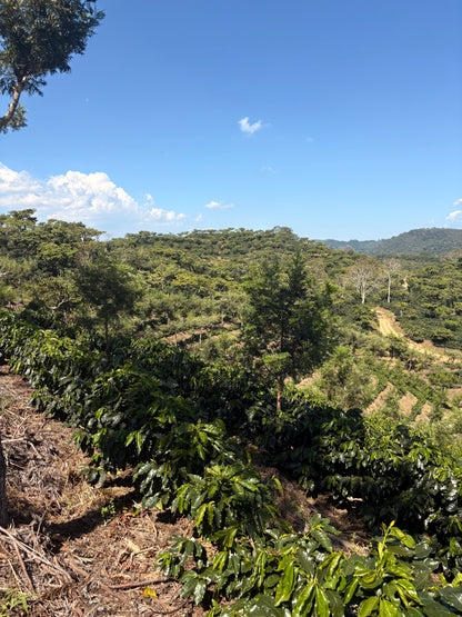 Guatemala | Finca Carrizalito | Washed
