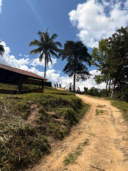 Guatemala | Finca Carrizalito | Washed
