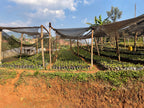Rwanda | Nyamasheke + Nyaruguru | Ukuri | Anaerobic Natural