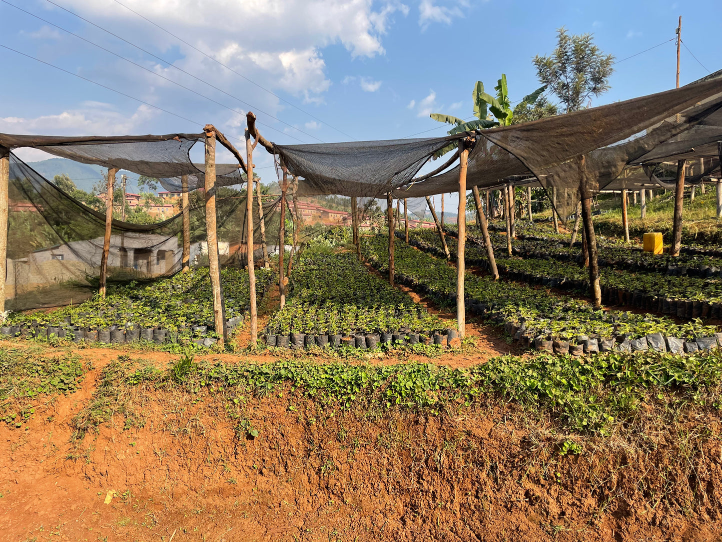 Rwanda | Nyamasheke + Nyaruguru | Ukuri | Anaerobic Natural