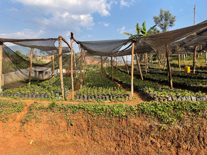 Rwanda | Nyamasheke + Nyaruguru | Ukuri | Anaerobic Natural