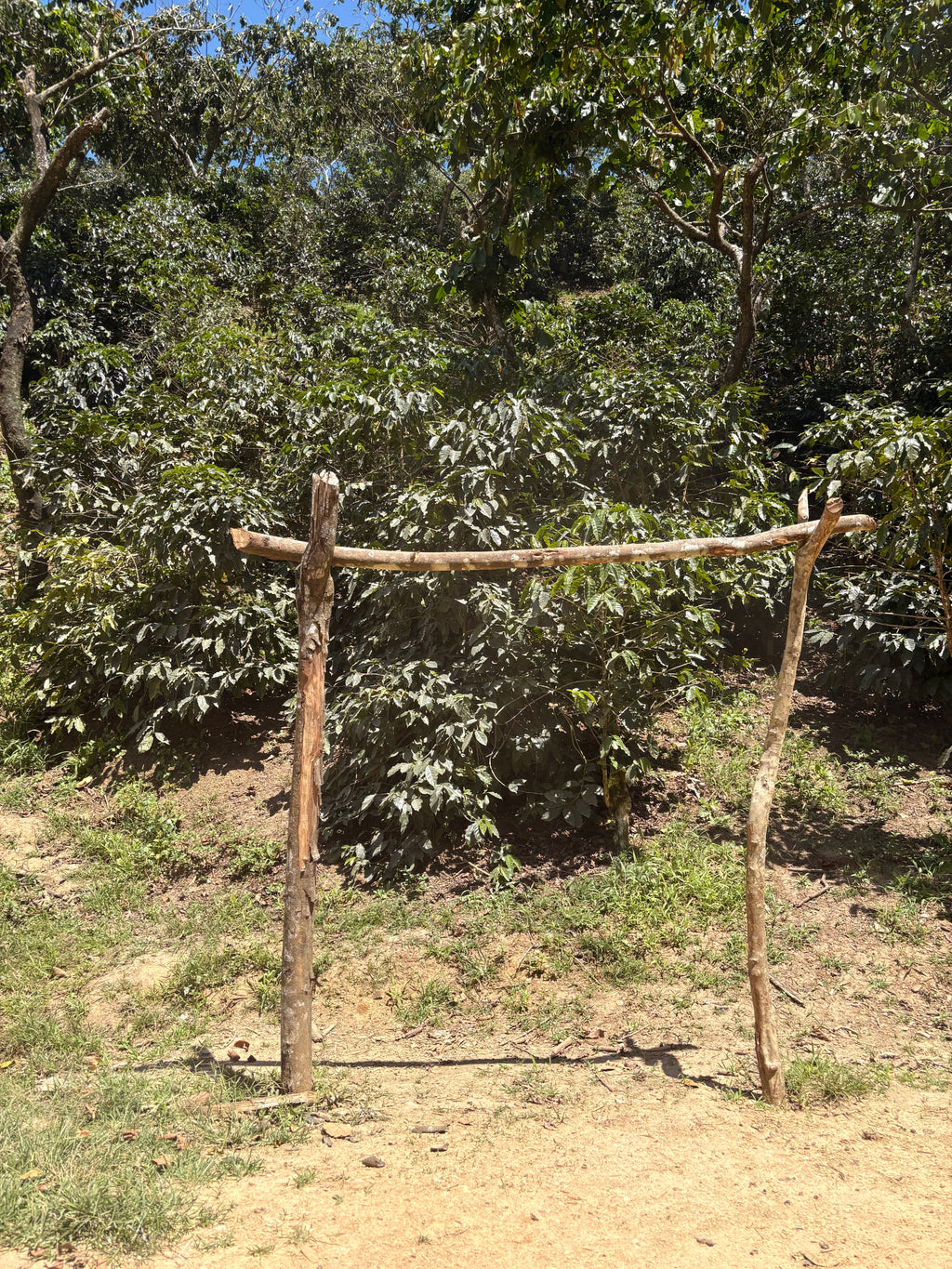 Guatemala | Finca Carrizalito | Washed