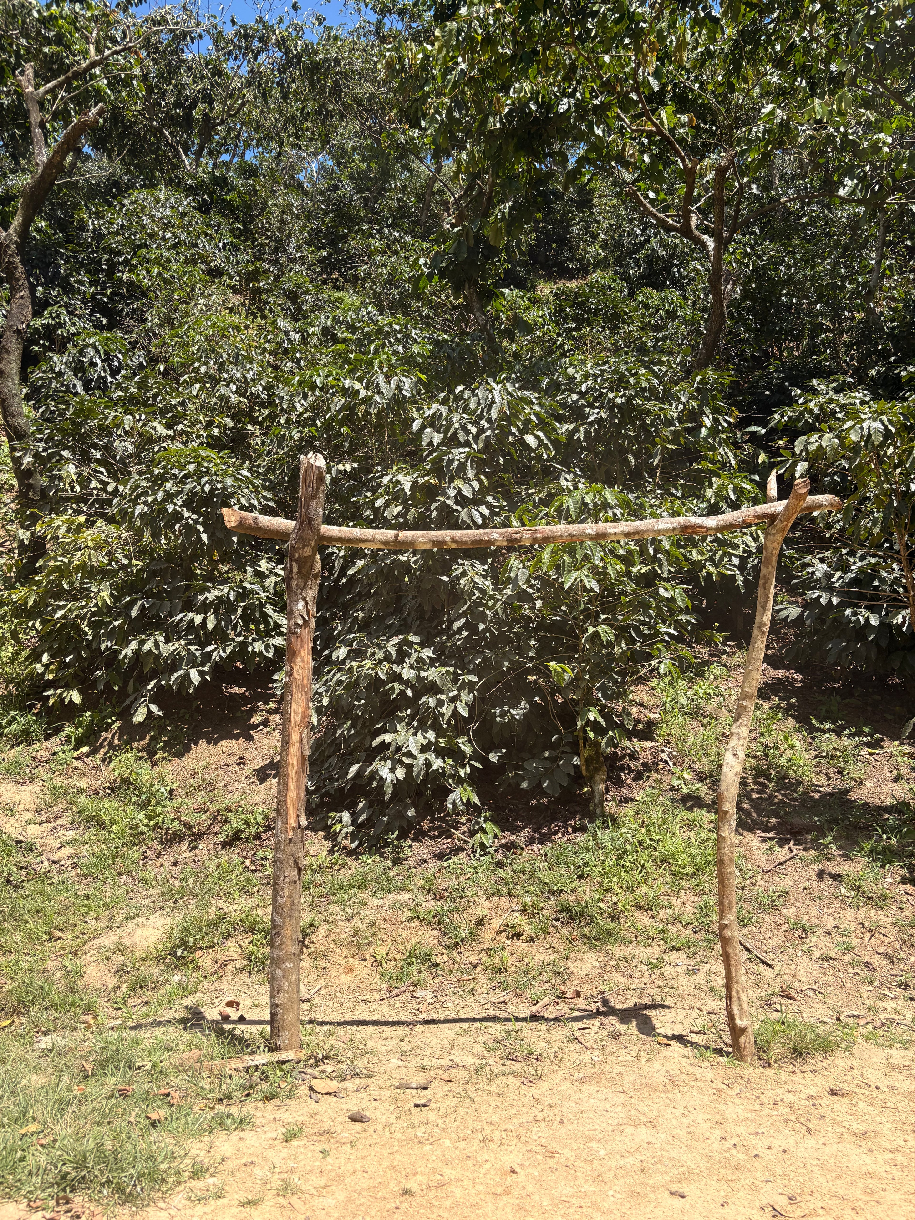 Guatemala | Finca Carrizalito | Washed