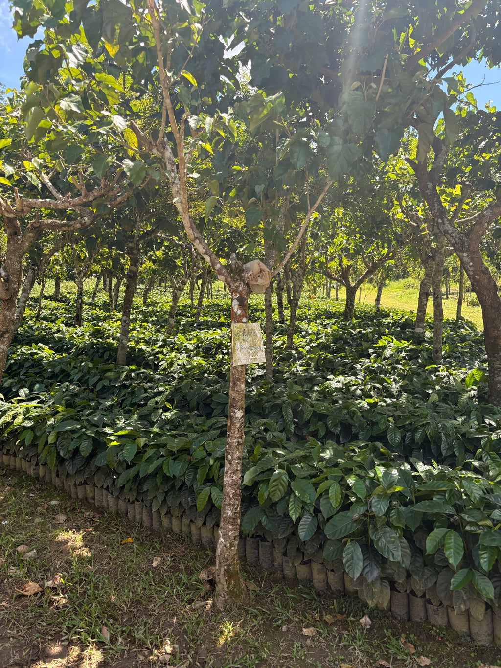 Guatemala | Finca Carrizalito | Washed
