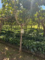 Guatemala | Finca Carrizalito | Washed