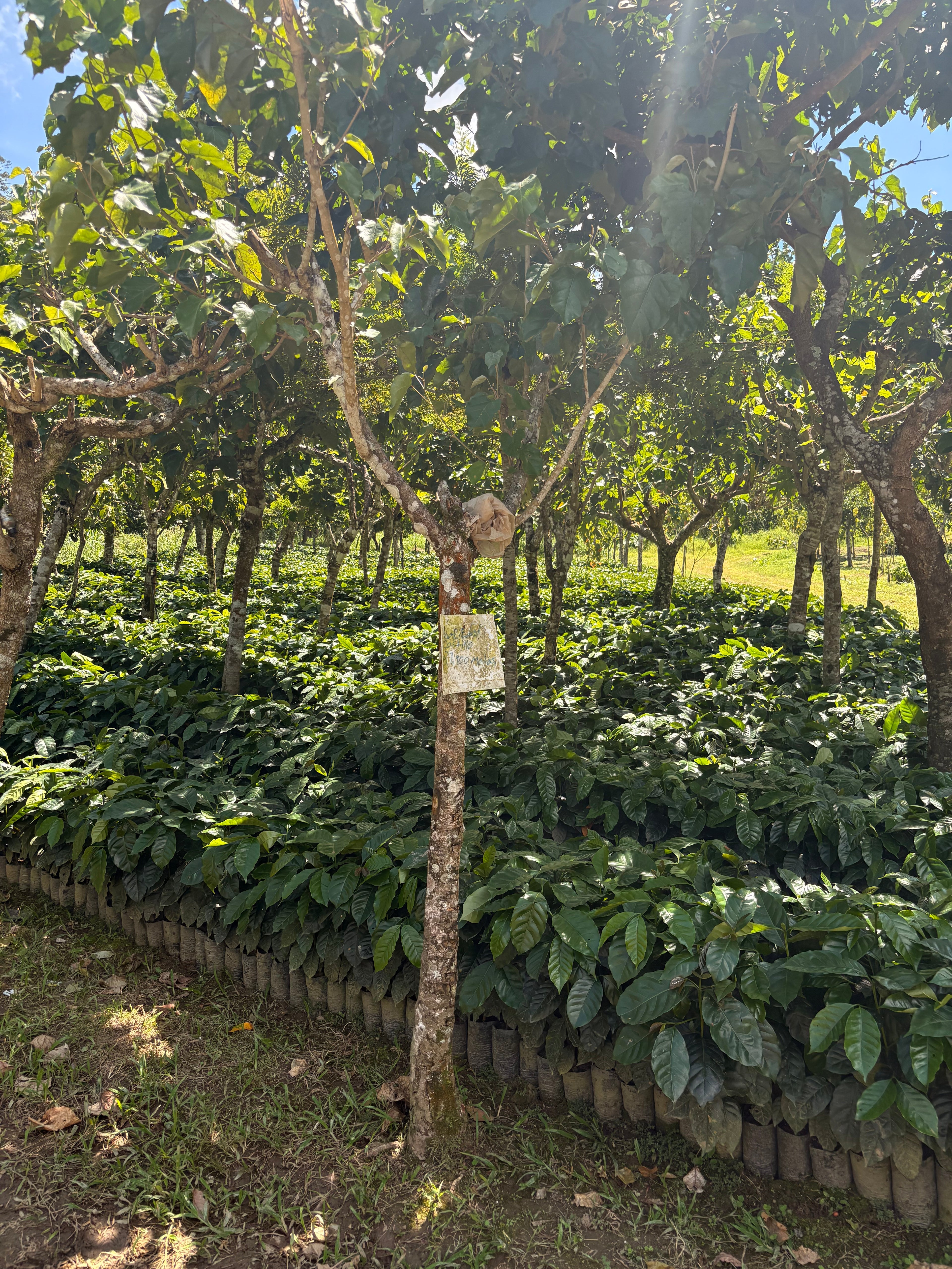 Guatemala | Finca Carrizalito | Washed