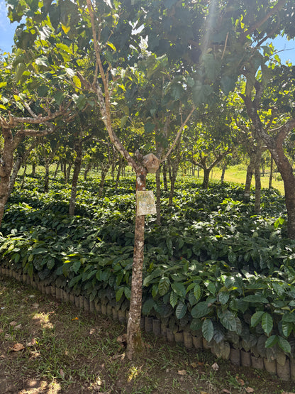 Guatemala | Finca Carrizalito | Washed