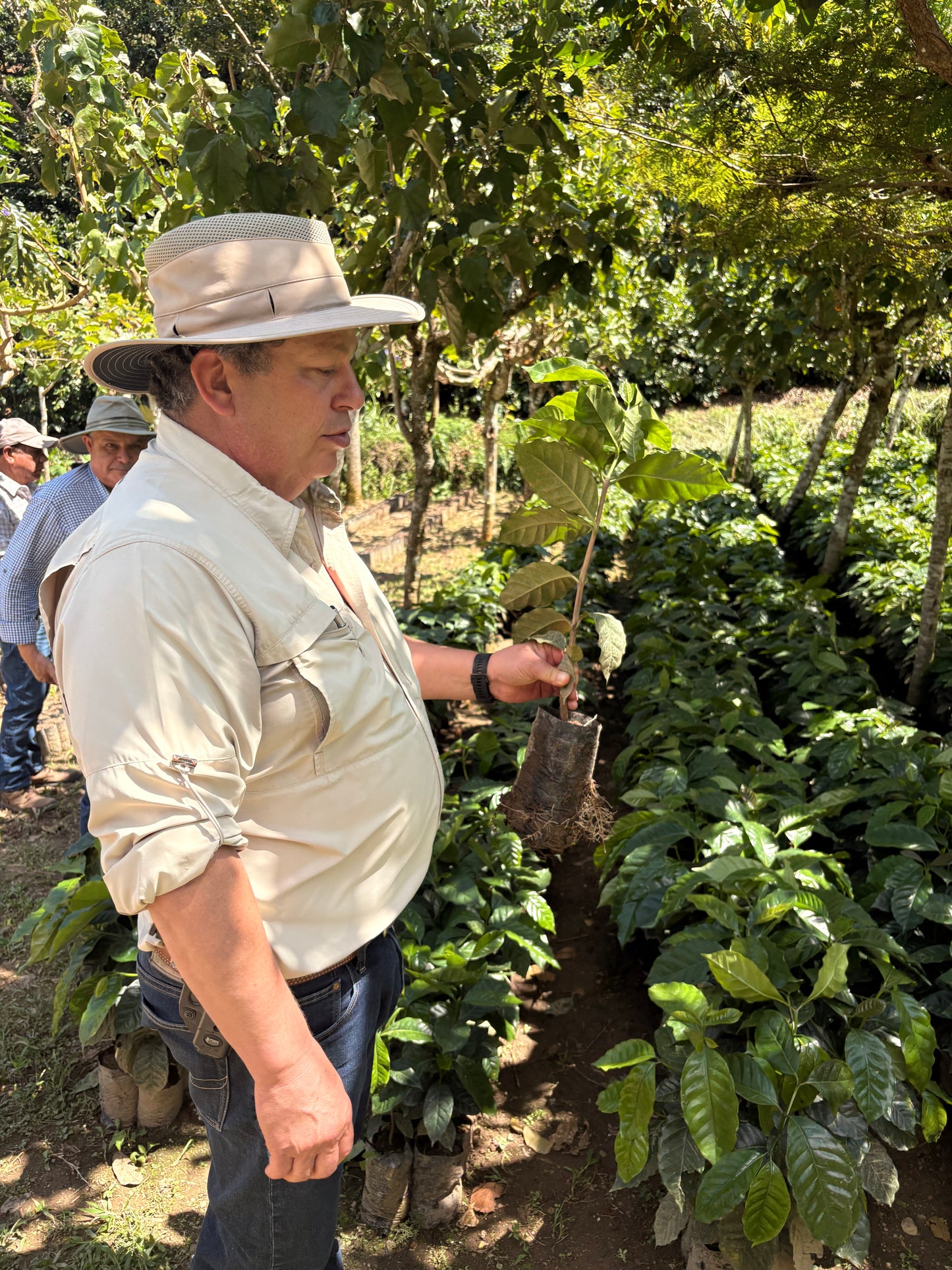 Guatemala | Finca Carrizalito | Washed