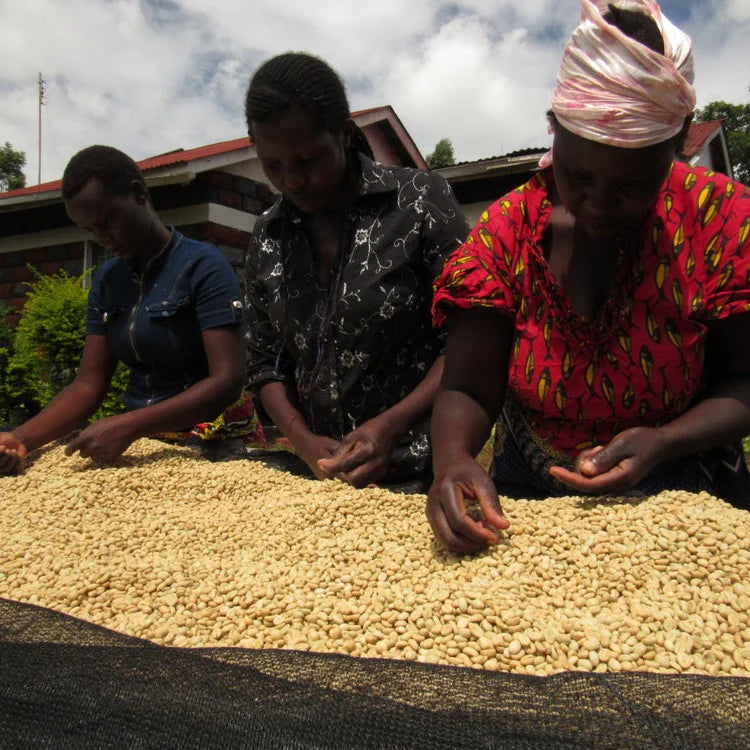 Ethiopia Yirgacheffe | Worka Chelbessa | Washed