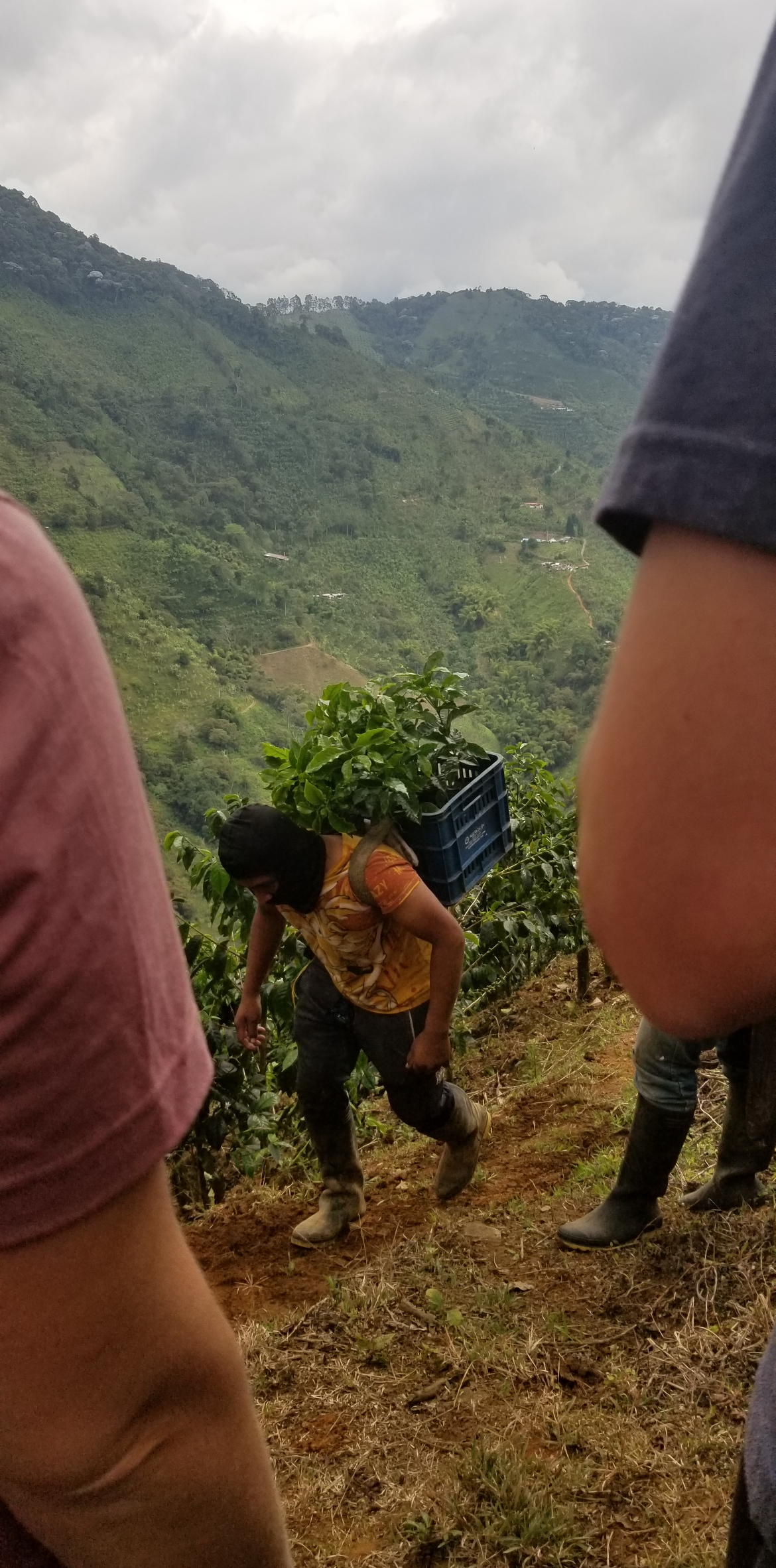Colombia | Jairo Arcila | Cinnamon Co-Ferment