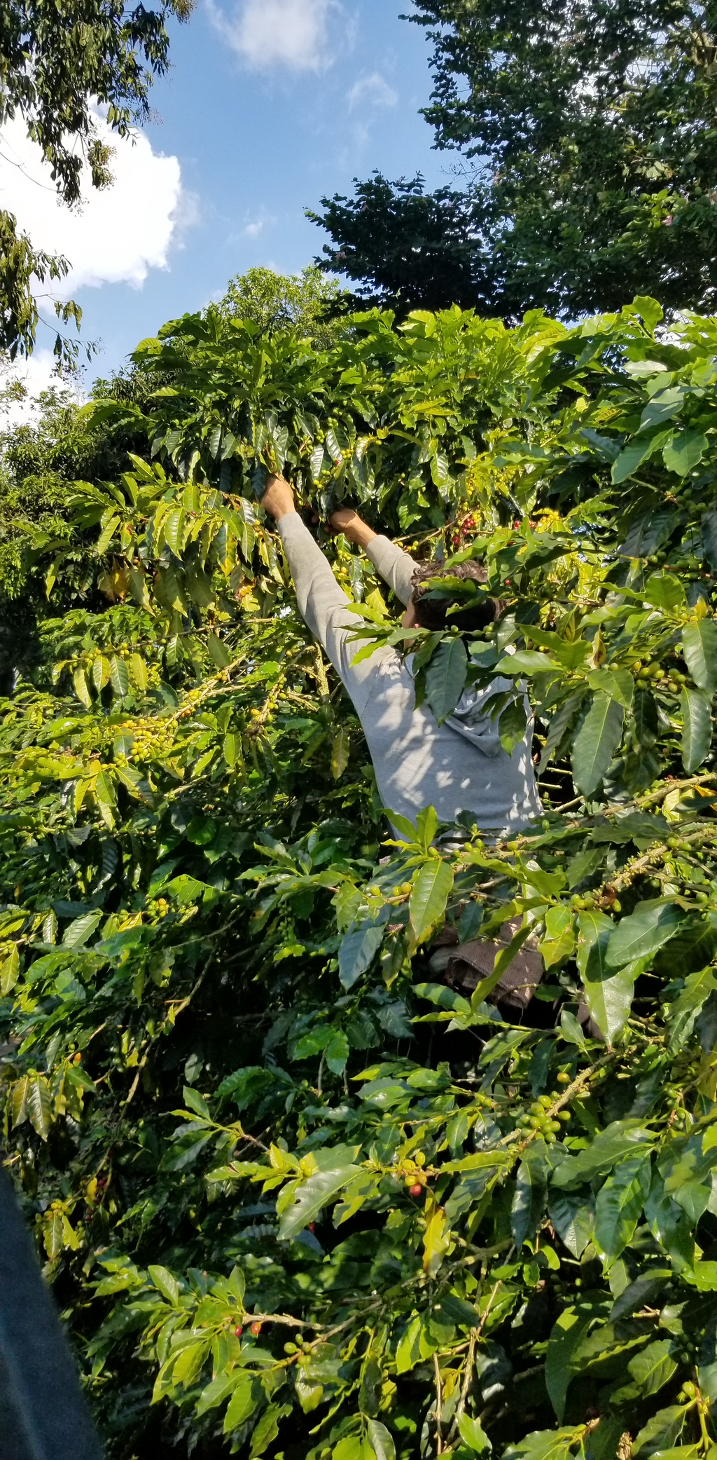 Colombia | Jairo Arcila | Cinnamon Co-Ferment