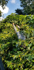 Colombia | Jairo Arcila | Cinnamon Co-Ferment