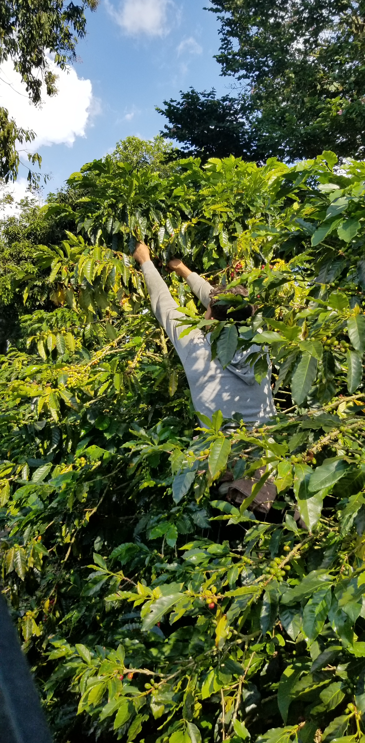 Colombia | Jairo Arcila | Green Apple Co-Ferment
