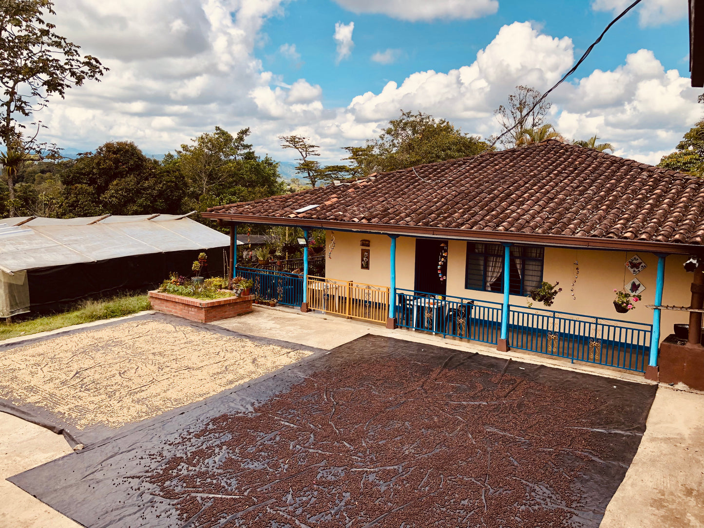 Colombia | Patio Bonito | Natural