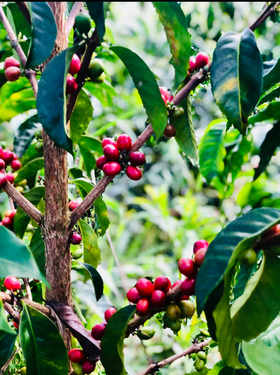 Colombia | Patio Bonito | Natural