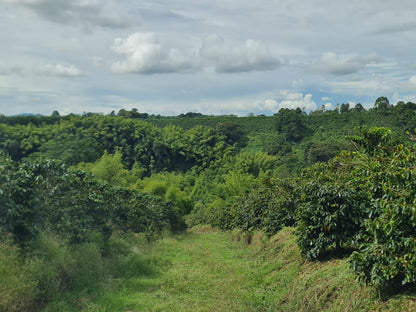 Colombia | El Eden | Strawberry Banana Co-Ferment