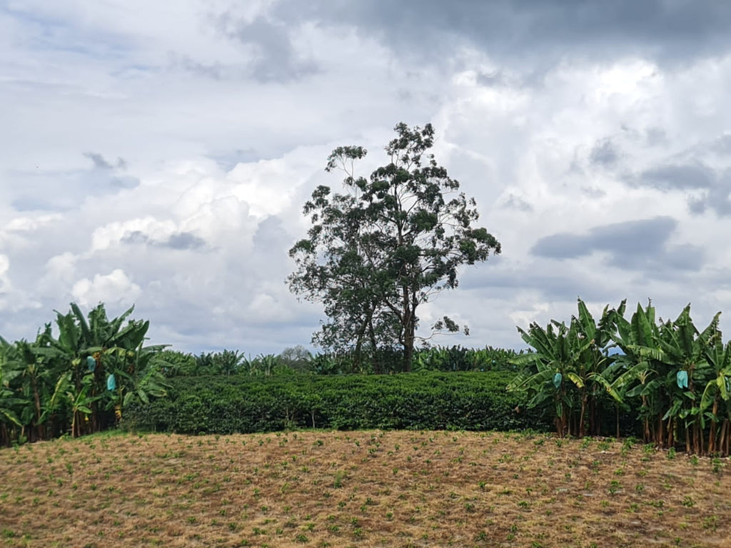 Colombia | Finca El Guayabo | Pink Bourbon Natural