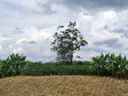 Colombia | Finca El Guayabo | Pink Bourbon Natural
