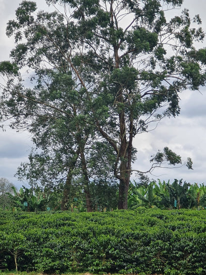 Colombia | El Eden | Strawberry Banana Co-Ferment