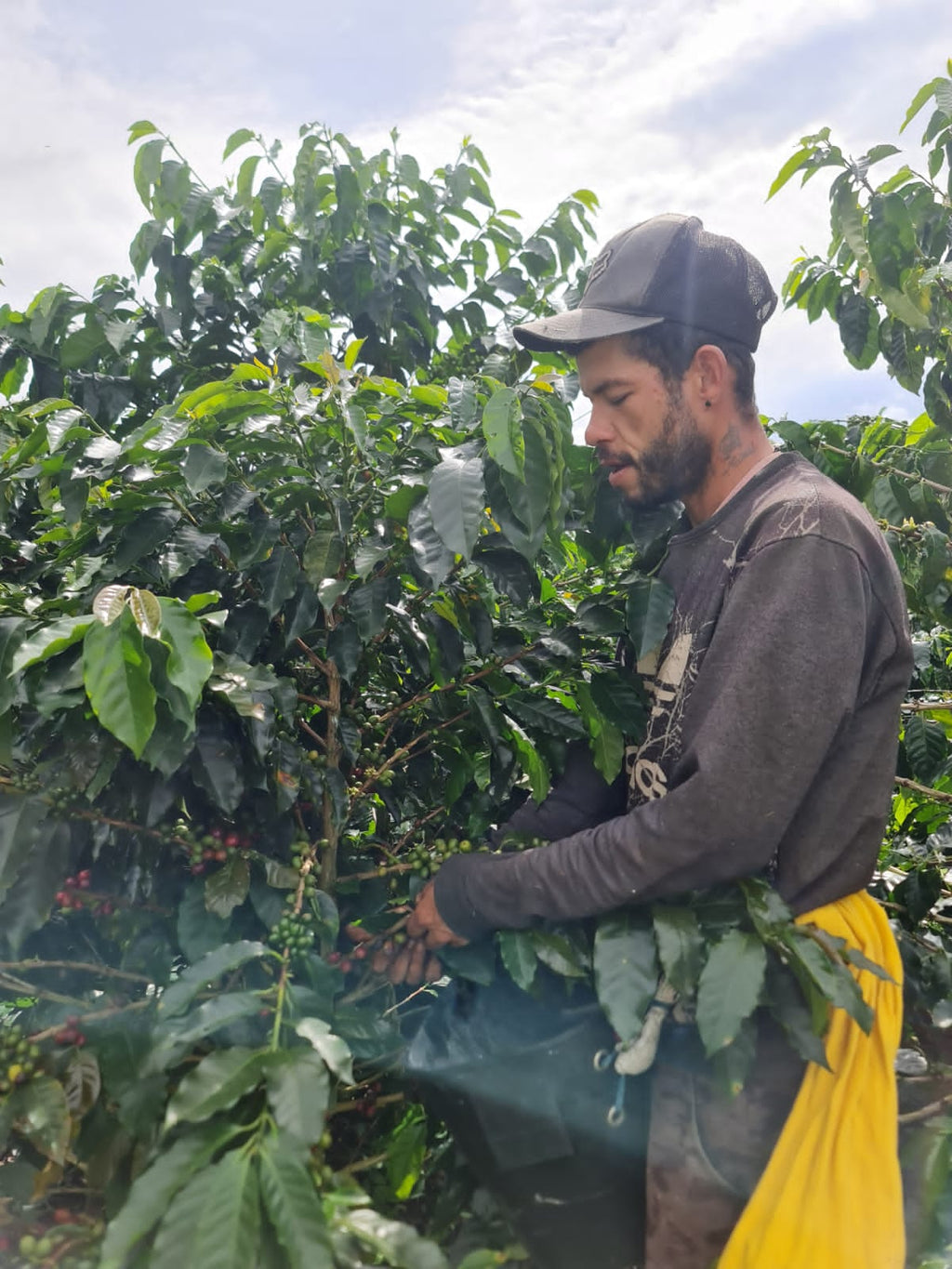 Colombia | Finca El Guayabo | Pink Bourbon Natural