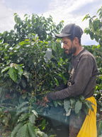 Colombia | Finca El Guayabo | Pink Bourbon Natural