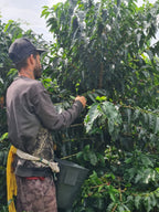 Colombia | Finca El Guayabo | Pink Bourbon Natural