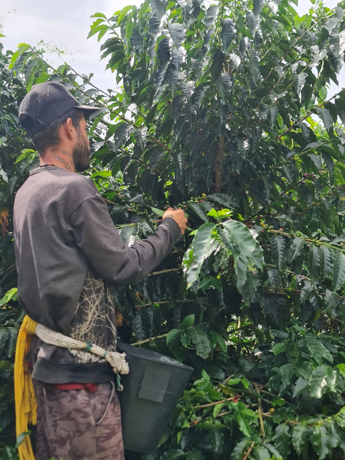 Colombia | Finca El Guayabo | Pink Bourbon Natural