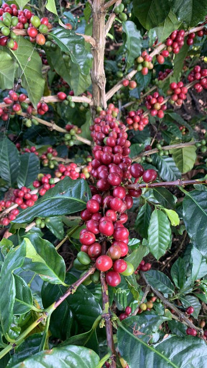 Colombia | El Eden | Strawberry Banana Co-Ferment