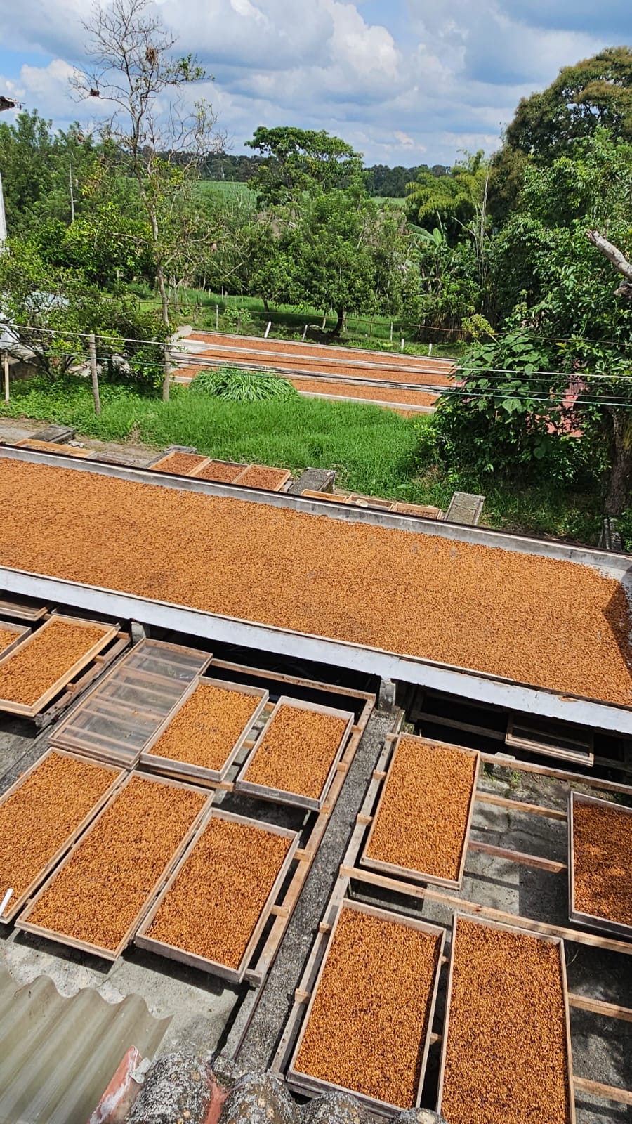Colombia | Finca El Guayabo | Pink Bourbon Natural