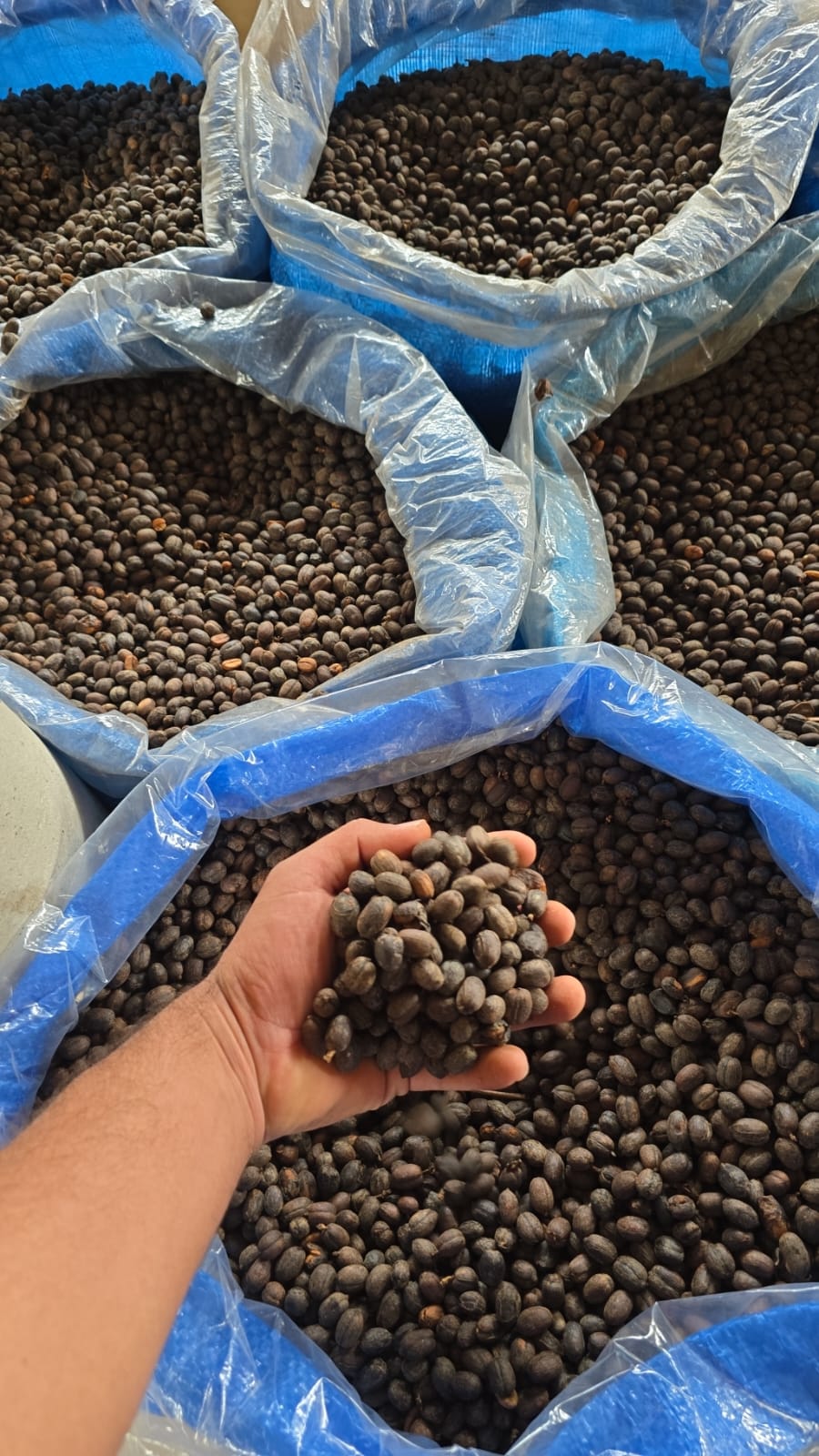 Colombia | Las Brisas | Ombligon Natural