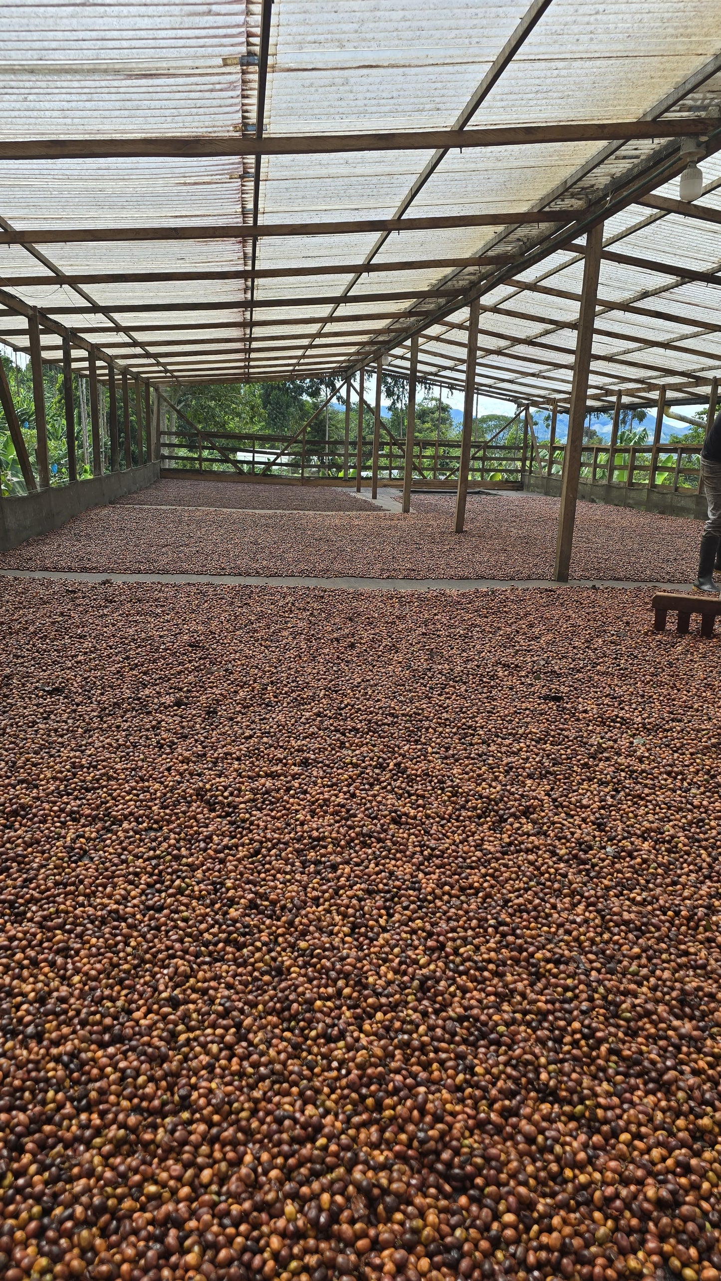 Colombia | Las Brisas | Ombligon Natural