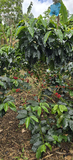 Colombia | Las Brisas | Ombligon Natural