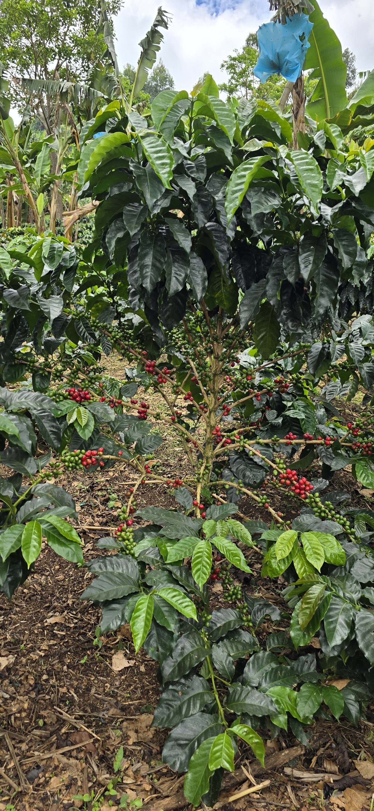 Colombia | Las Brisas | Ombligon Natural