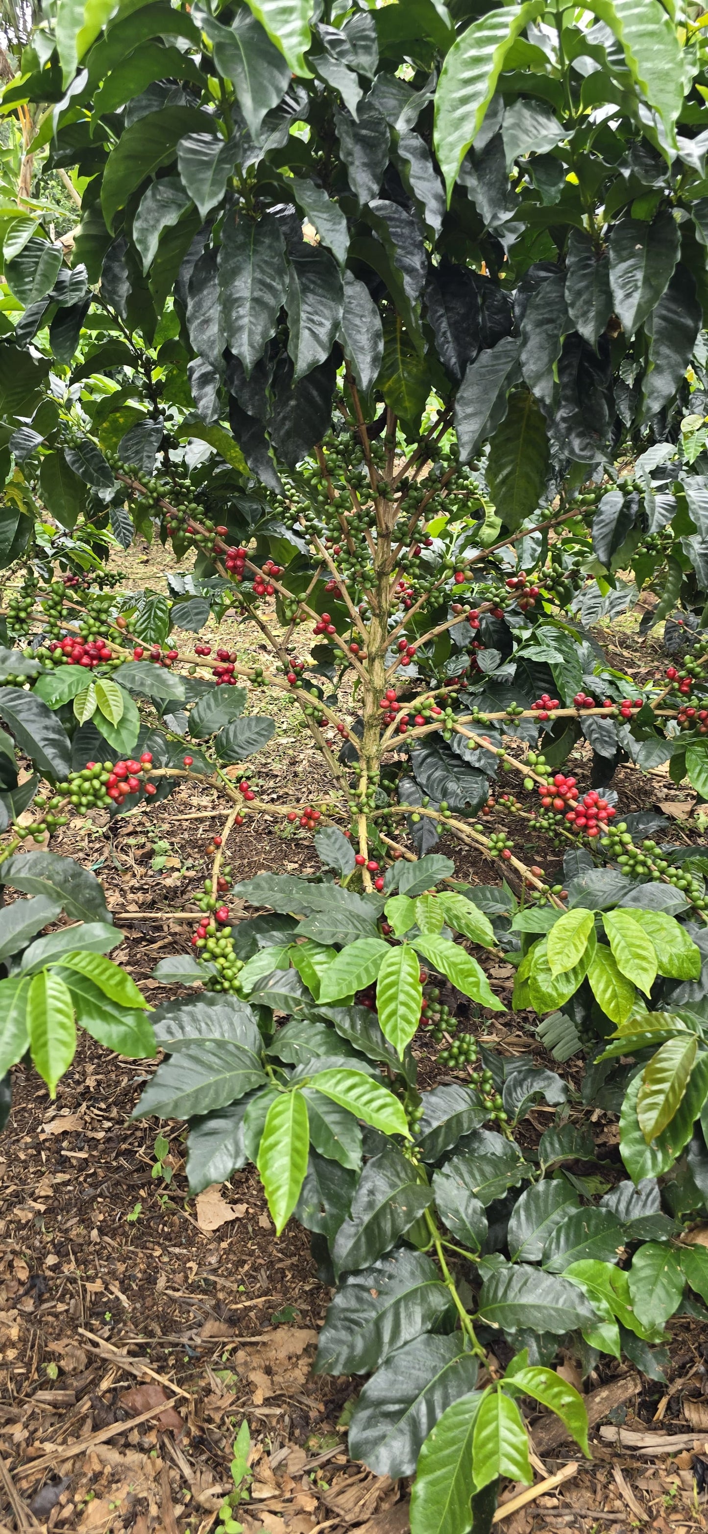 Colombia | Las Brisas | Ombligon Natural