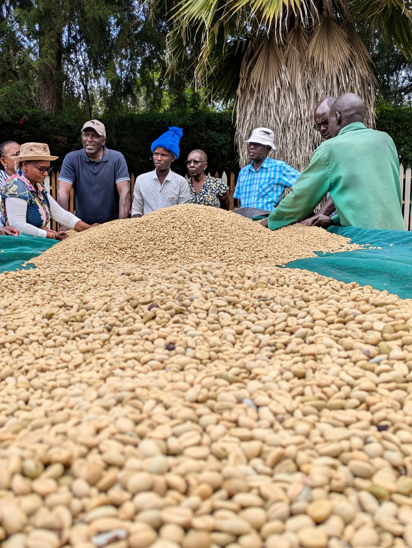 Kenya | Yello Diamonds Peaberry