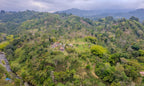 Colombia | Jairo Arcila | Cinnamon Co-Ferment