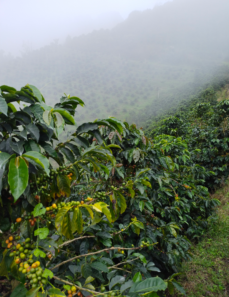 Colombia | Laderas del Tapias | Catiope Cono Natural