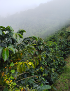 Colombia | Laderas del Tapias | Catiope Cono Natural
