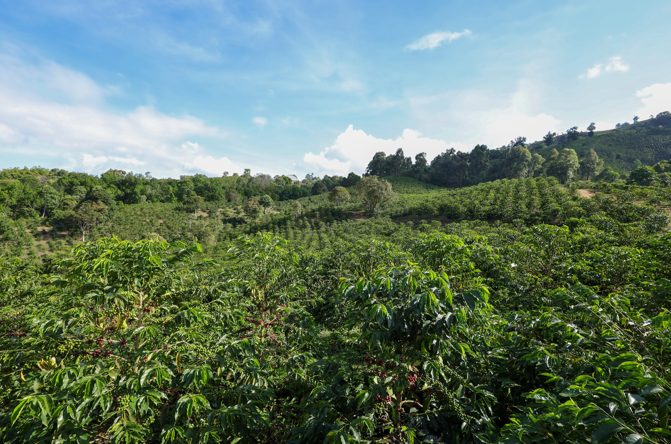 Colombia | Paraíso 92 | Washed Pink Bourbon